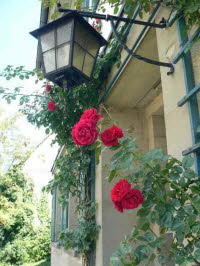 Haus Hafelden Laterne mit Rosen